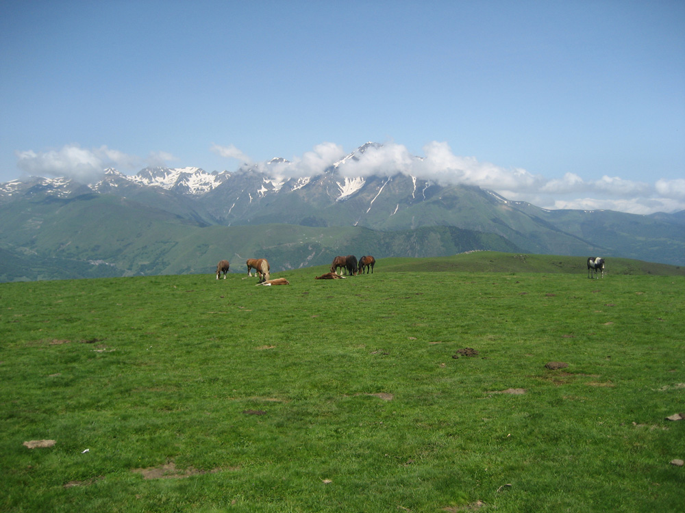 Pferde am Startplatz von Val Louron