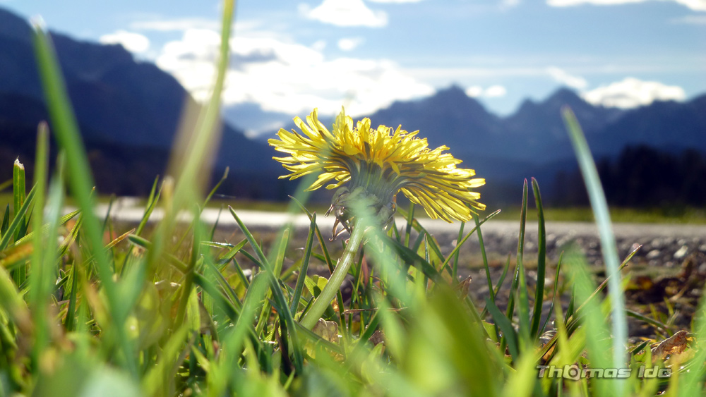 Die Blumen meinen es ist Frühling