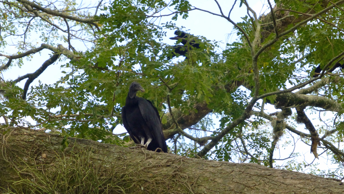 Geier wartet im Baum