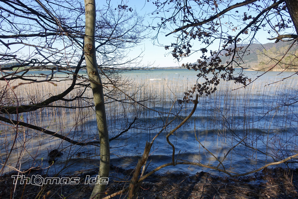 Blick durch die Bäume auf den Bannwaldsee