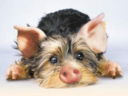 Schweinehund