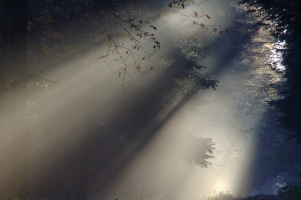 sunbeam-76825_1280